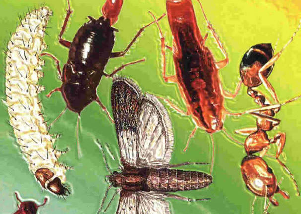 Schädlingsbekämpfung - Käfer und Insekten